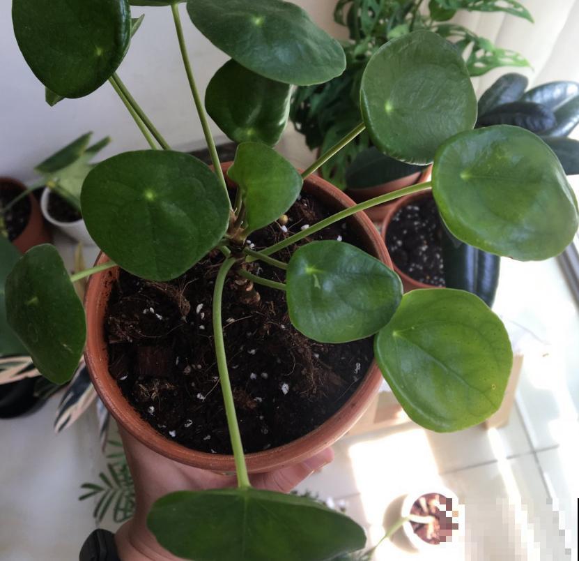 镜面草适合在家养，简单好打理，满盆都是“小绿伞”！