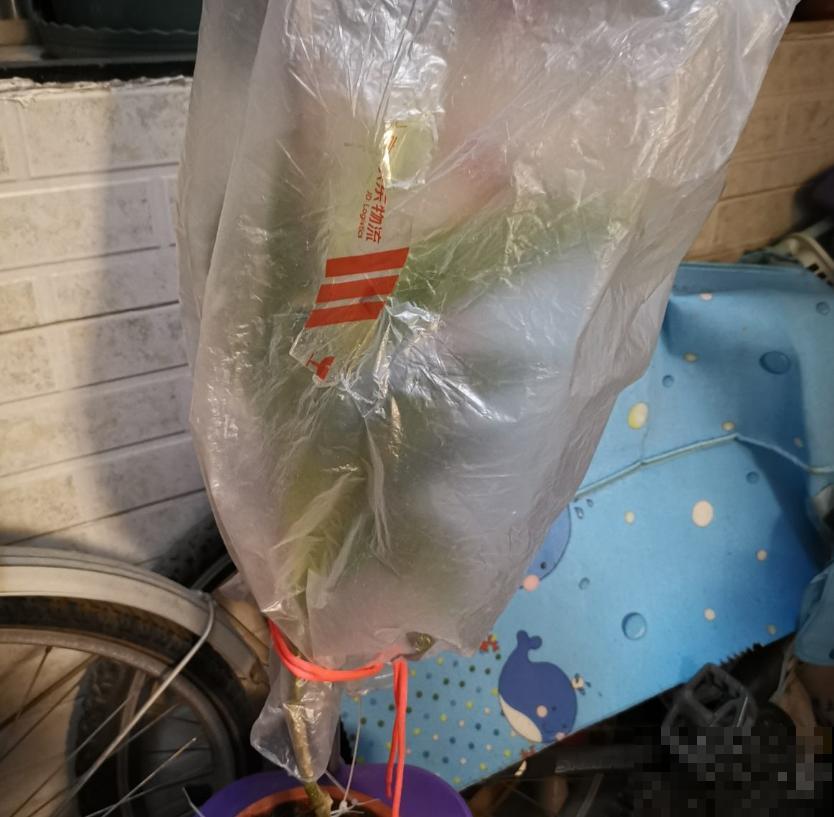 花友出差，花卉没人浇水？3种方法，个个实用！