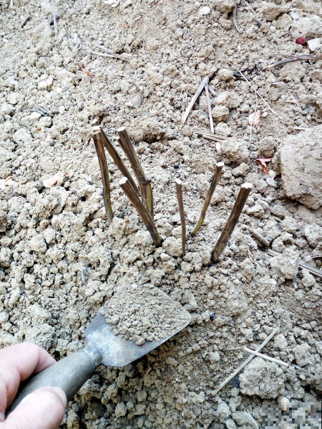 7种花冬天要休眠，看着好像枯死了，千万别丢掉