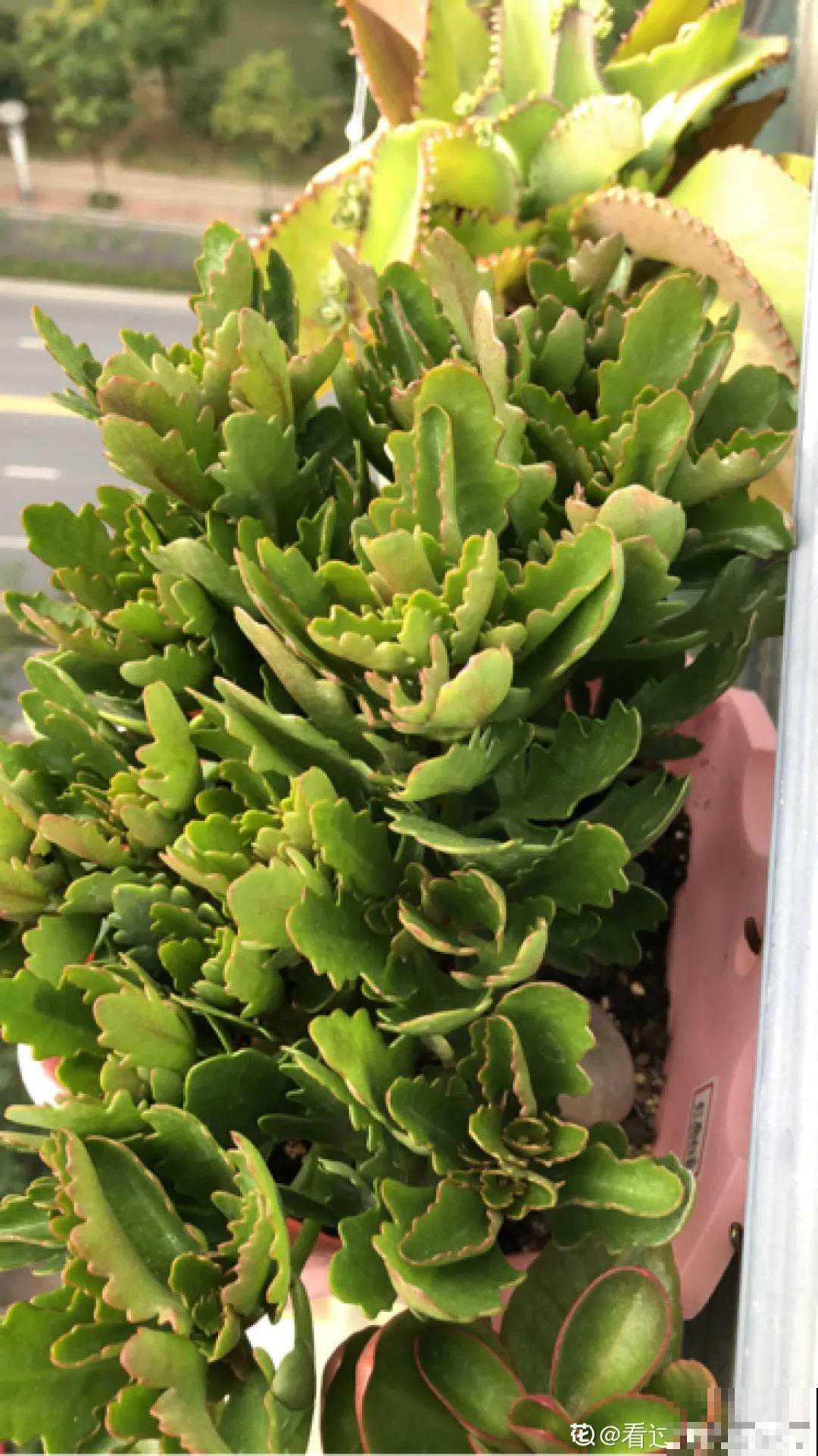 长寿总是不开花，黑塑料袋一套，立马咕噜噜冒花苞！