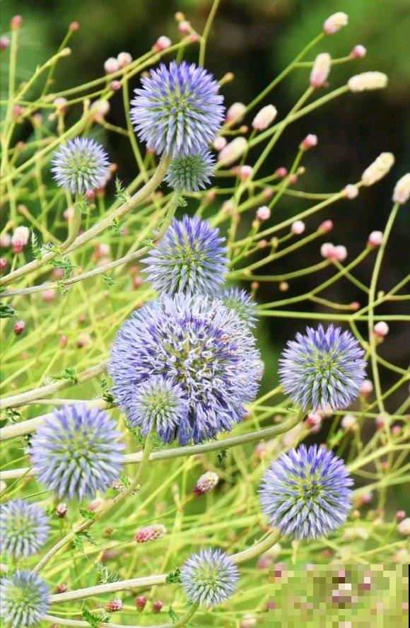 秋日开花多，美景拍下来，留住最美一刻