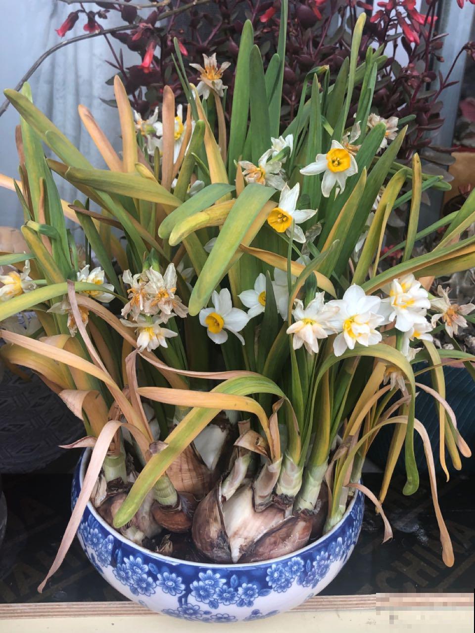 冬天啥花都可以不养，唯独这一种，不养亏大了！