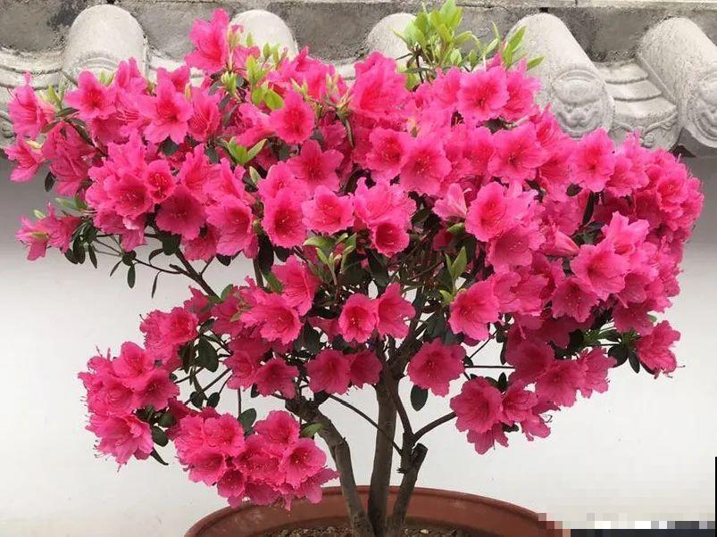 你在哪个城市，最适合养的花就是它！