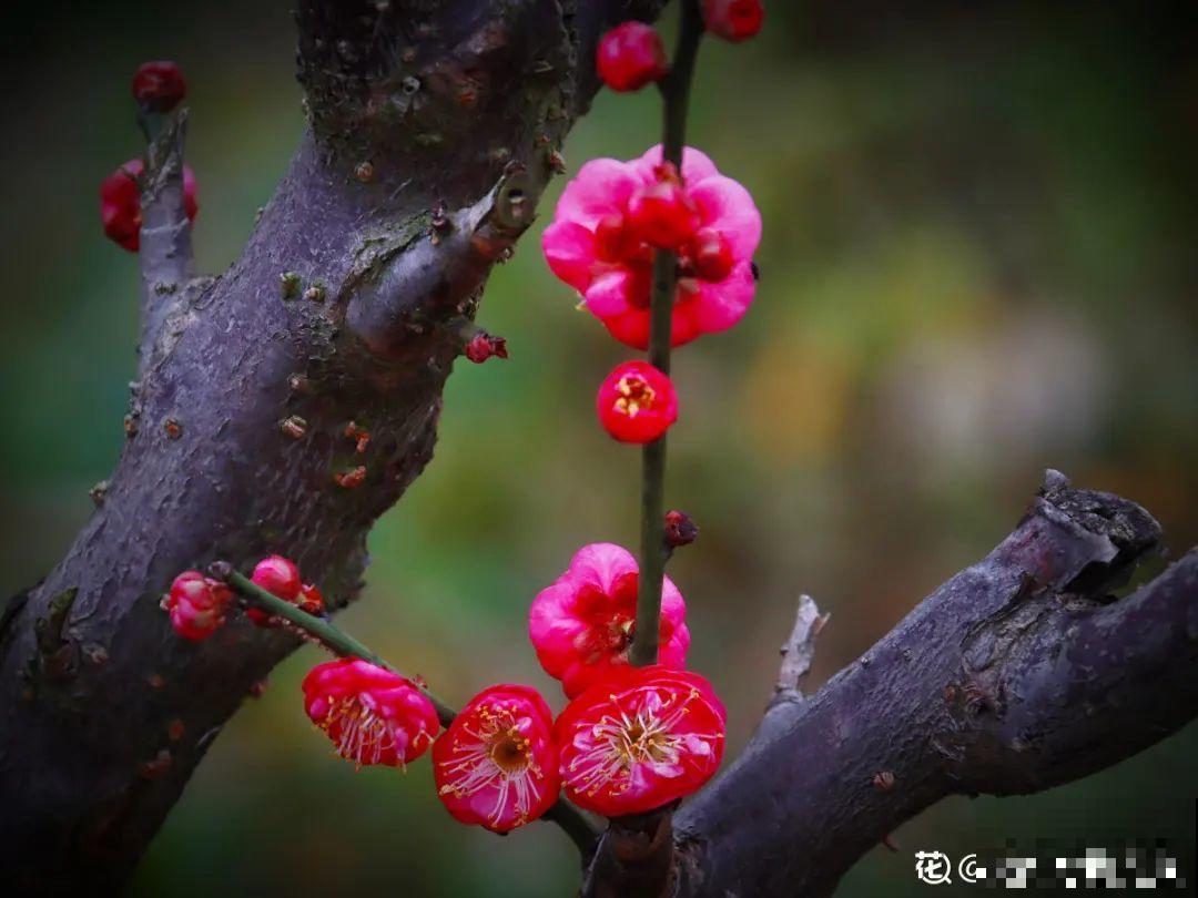 你在哪个城市，最适合养的花就是它！