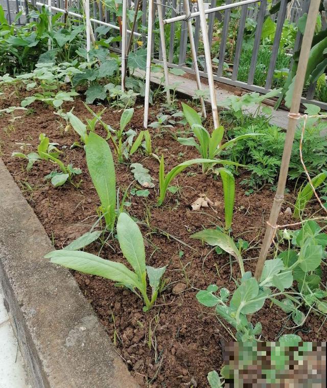 秋冬阳台种莴苣,覆层保鲜膜,再冷也不怕! 秋冬阳台种莴苣,覆层保鲜膜,再冷也不怕!