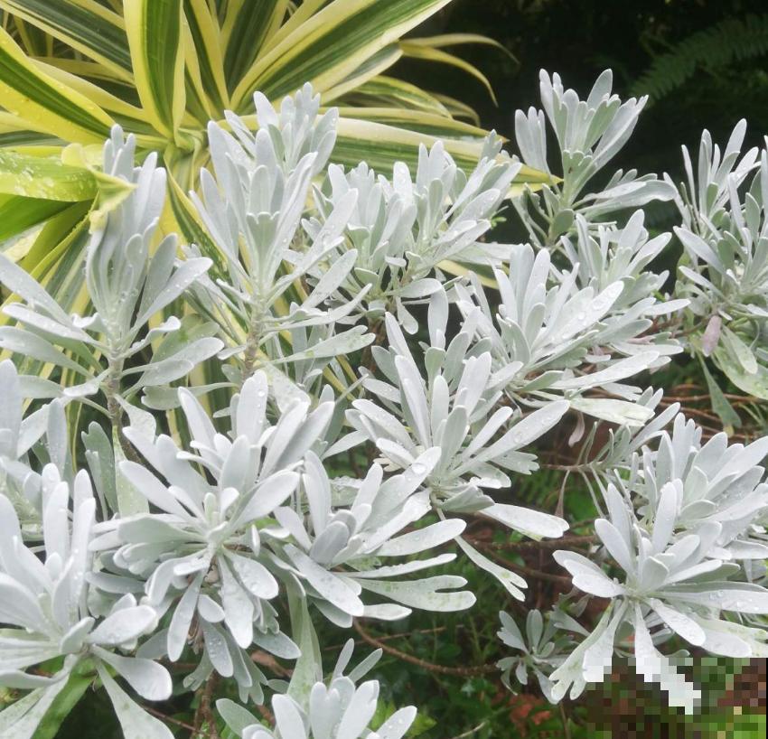 芙蓉菊这样养，花繁叶茂，蚊虫绕路走！