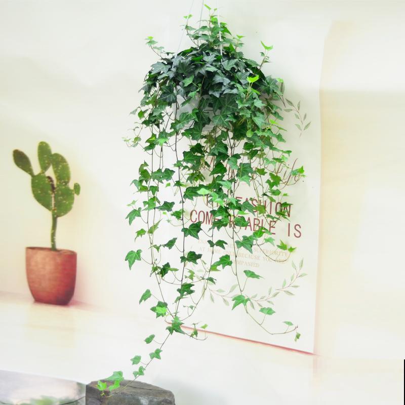 家里养盆常春藤，挂在墙上特漂亮，二手烟废气全吸收！