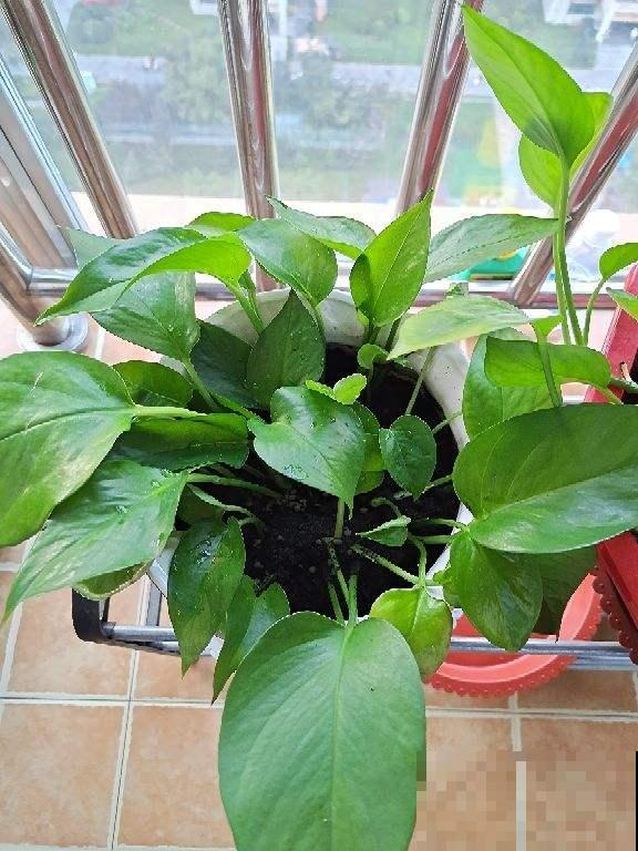 绿萝仙客来不抗冻,冬天容易黄叶烂根,套袋子保温效果好 绿萝仙客来不抗冻,冬天容易黄叶烂根,套袋子保温效果好