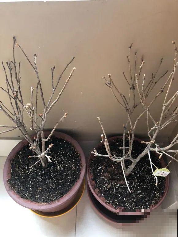 掉叶子第一名,10种花养成光杆,竟然还活着! 掉叶子第一名,10种花养成光杆,竟然还活着!
