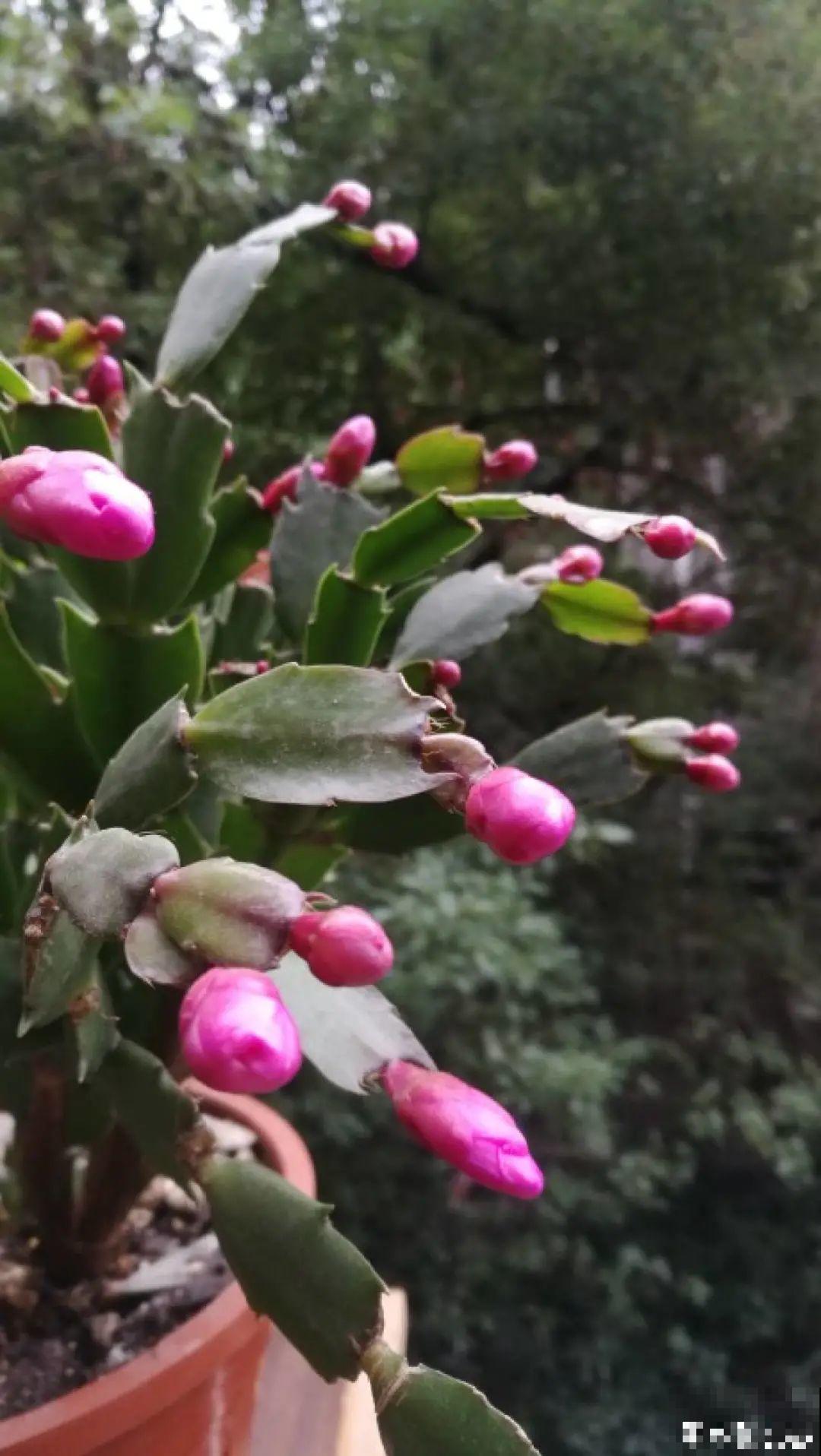 冒出来的花苞全剪了,气的人肝疼,1个月后竟然爆开花! 冒出来的花苞全剪了,气的人肝疼,1个月后竟然爆开花!