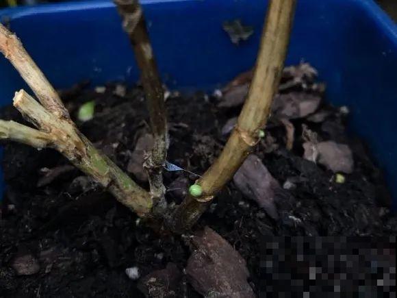 离家半个月，回来花全死了，别扔，还有救！