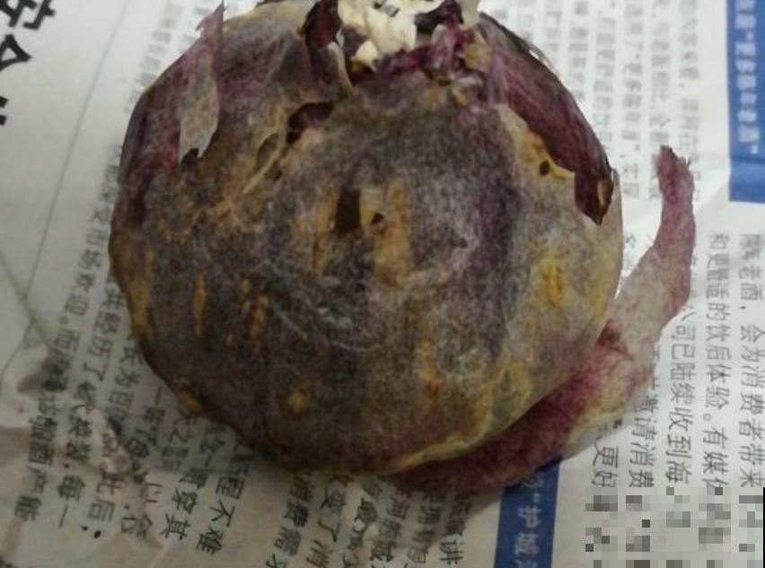 洋葱吃不完别扔，养花甚好，花叶嗖嗖长！