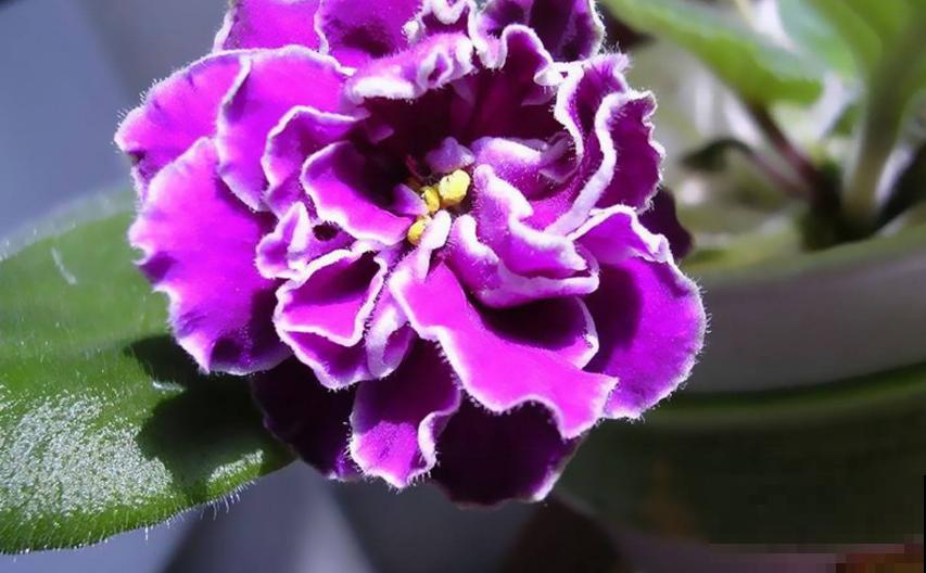 紫罗兰用处多，卧室放一盆，清新健康！