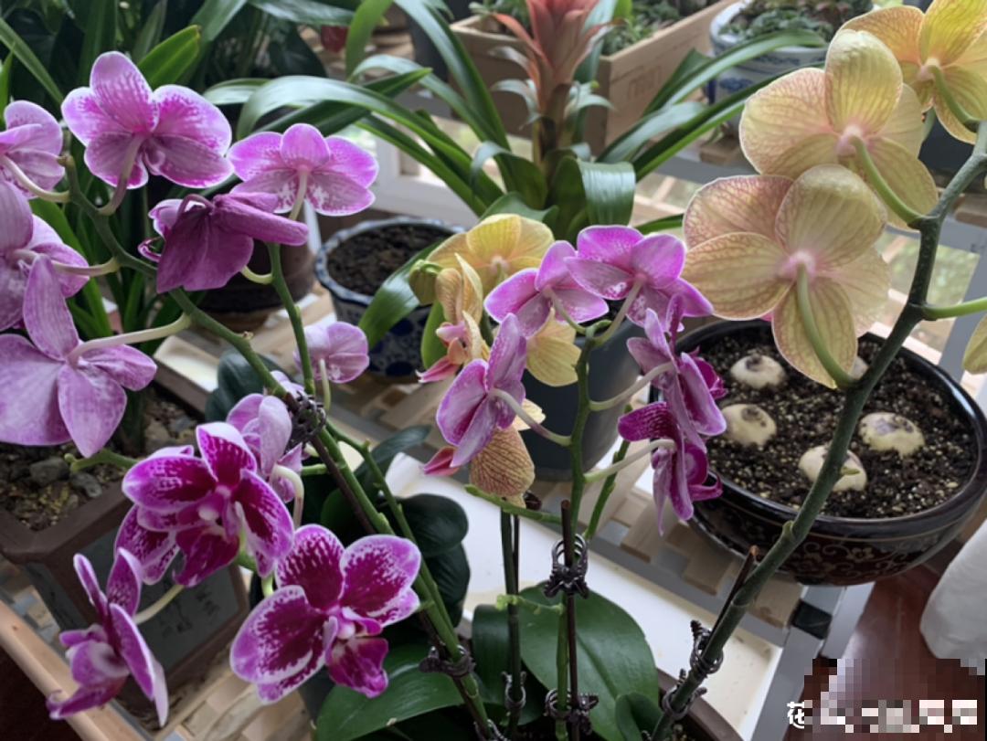 十一赏花图谱，看了啥花都认识，不用问别人！