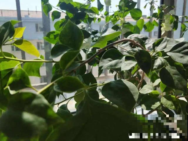 十月养这花,撸叶子、少浇水,10天冒出大花苞! 十月养这花,撸叶子、少浇水,10天冒出大花苞!