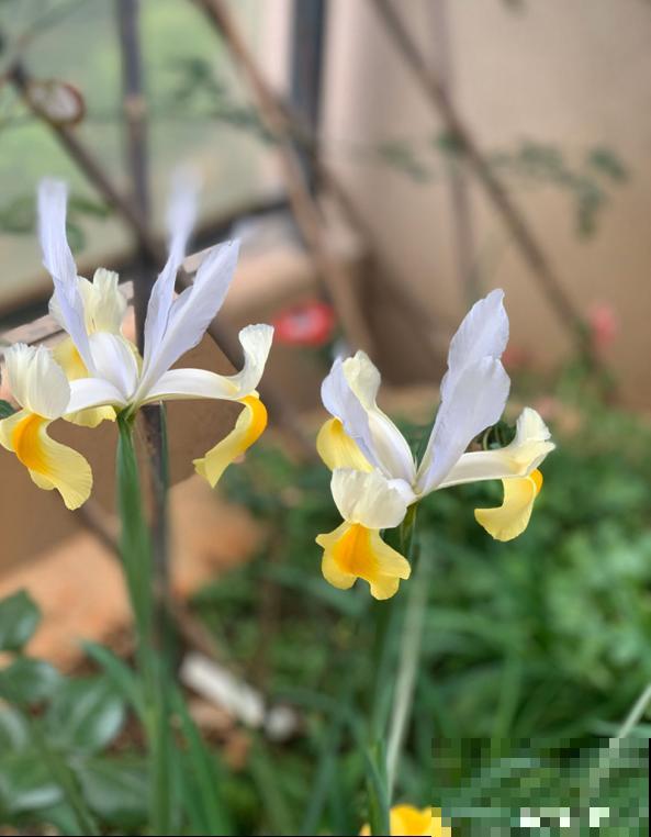 最适合院子种的花,皮实耐寒花期长,好养死不了! 最适合院子种的花,皮实耐寒花期长,好养死不了!
