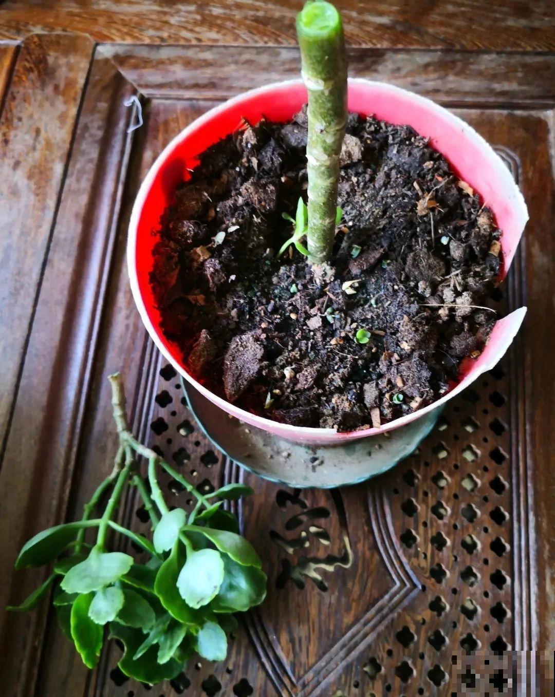 2种花组合起来养护，开花更多，满盆都是花