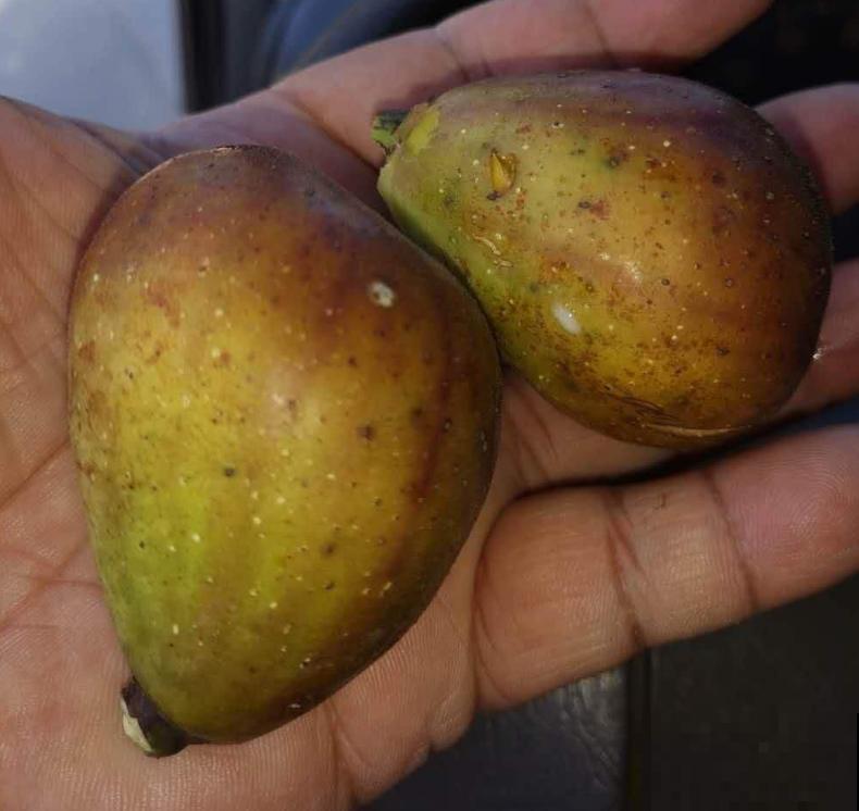 想吃无花果别着急,学会嫁接,一根枝条变一树果子! 想吃无花果别着急,学会嫁接,一根枝条变一树果子!