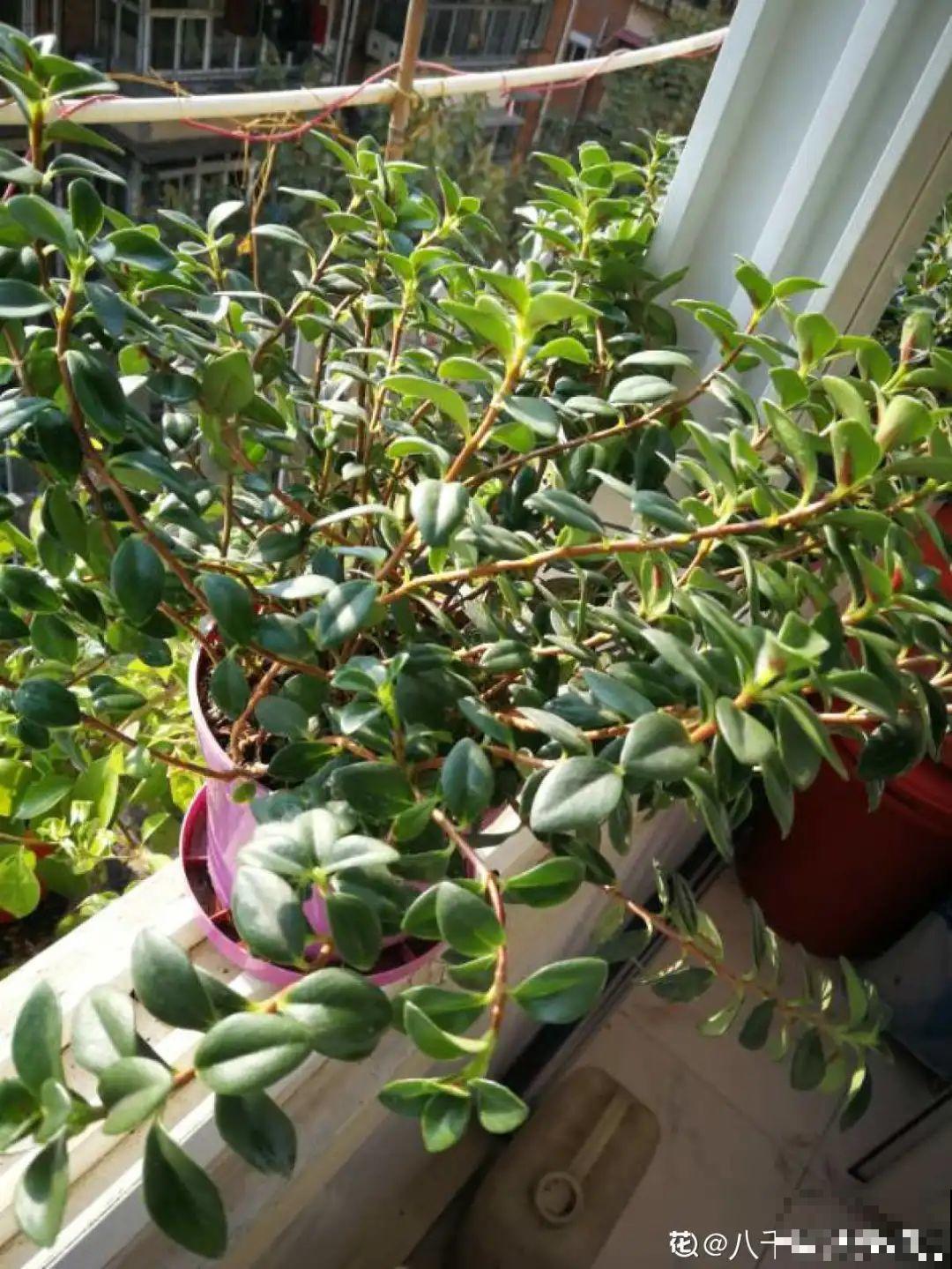 冬天扦插，只用一张塑料薄膜，就能长出小嫩芽