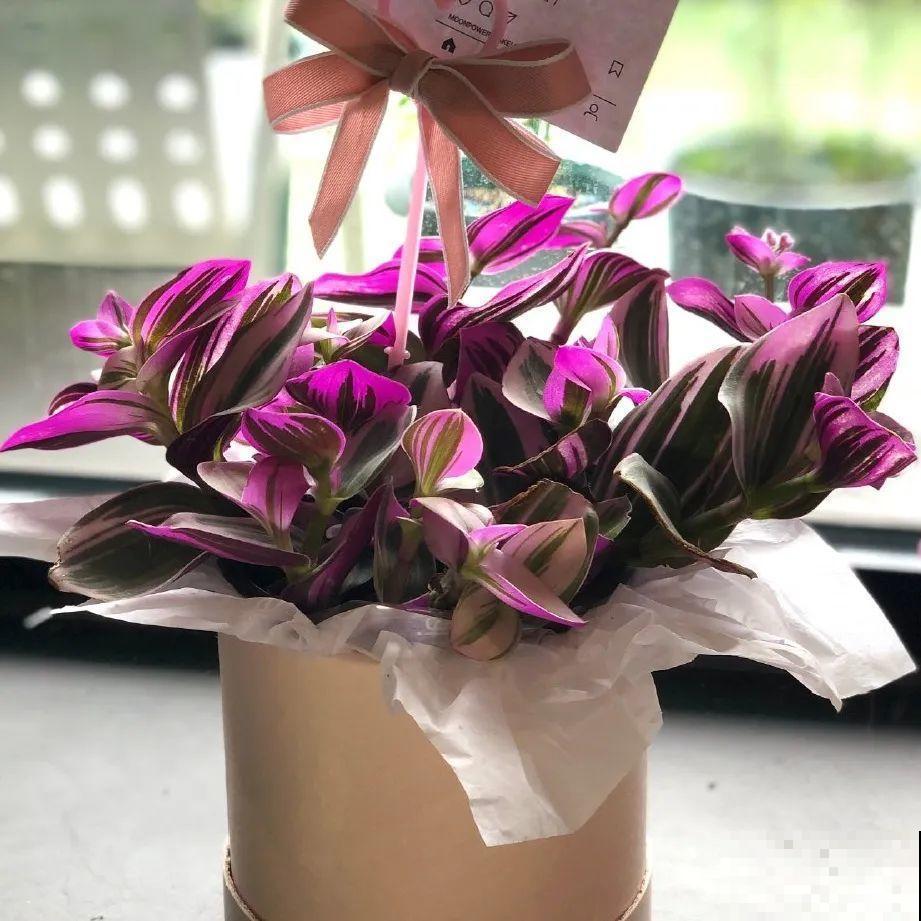 超能生的花，养1盆等于养10盆，谁要谁拿走！