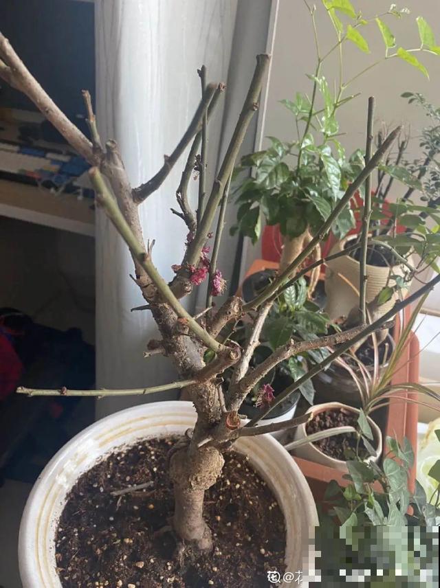 不长叶不长枝的花别买，都是骗人的，养不活浪费钱
