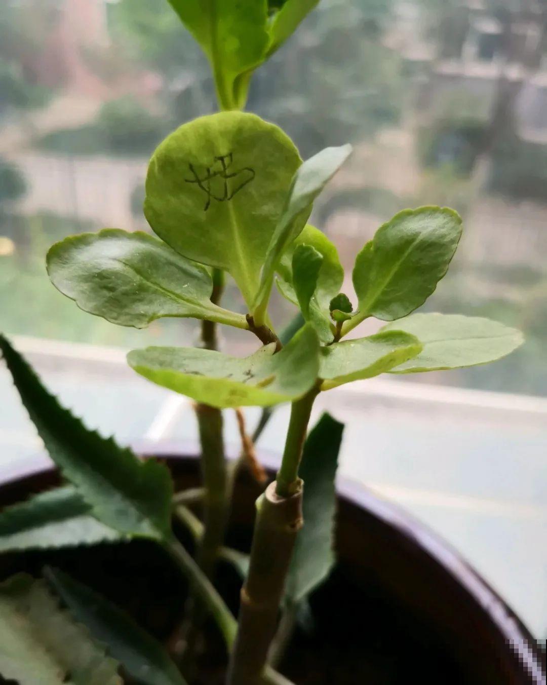 2种花组合起来养护，开花更多，满盆都是花