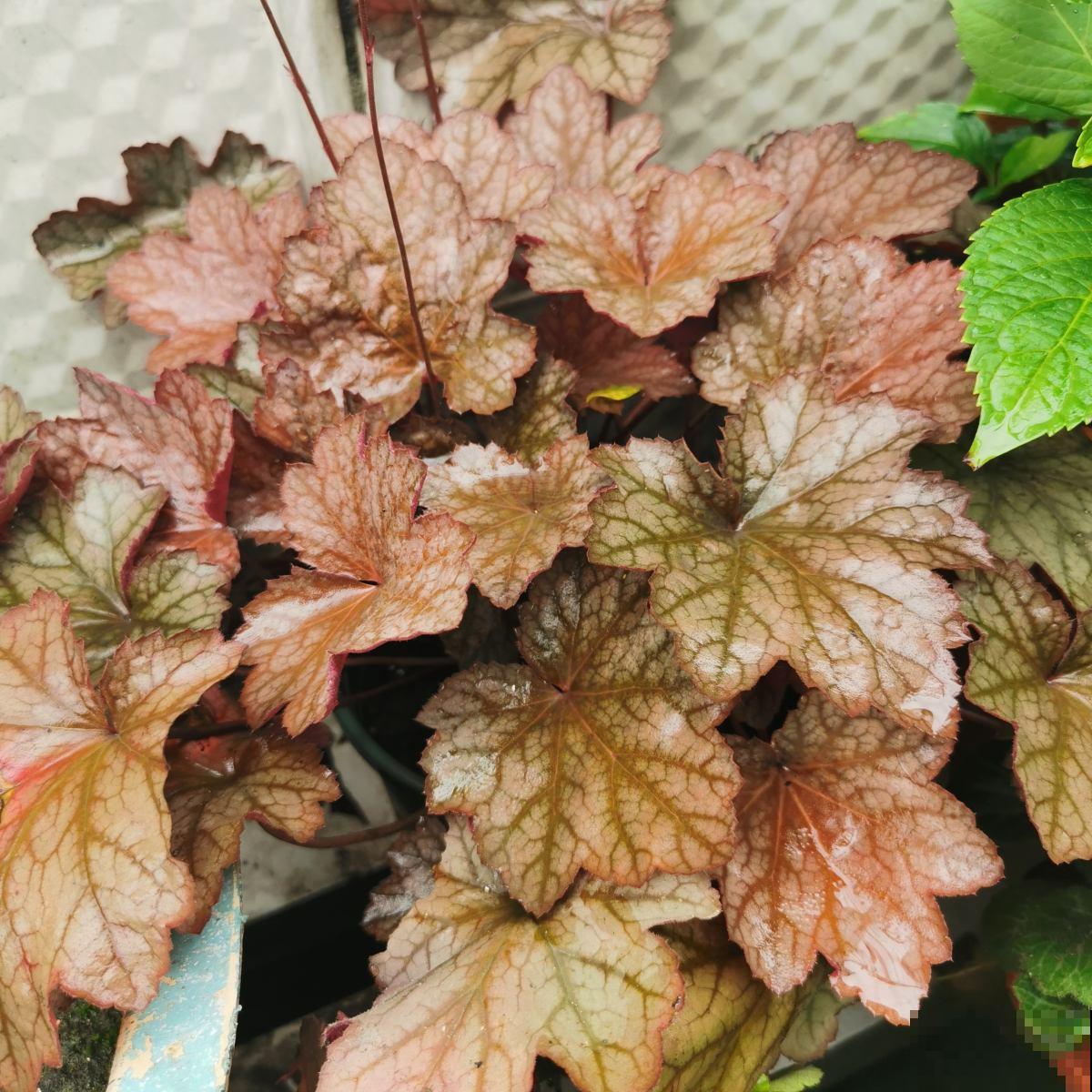 4种花，叶子比油画还要美，放在家里像艺术品