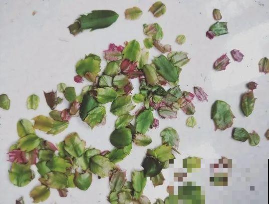 10月养花掐一掐,掐完就来花,盆都塞不下! 10月养花掐一掐,掐完就来花,盆都塞不下!