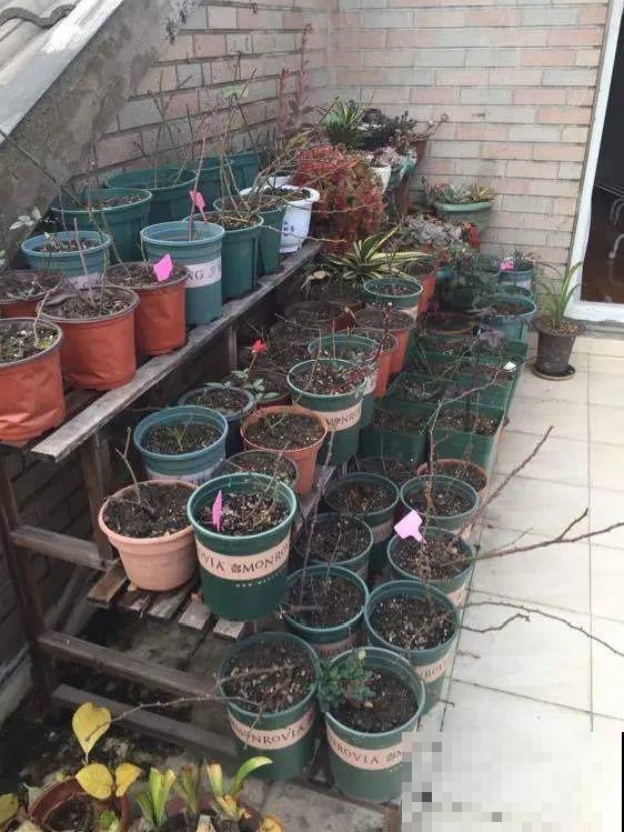 掉叶子第一名,10种花养成光杆,竟然还活着! 掉叶子第一名,10种花养成光杆,竟然还活着!