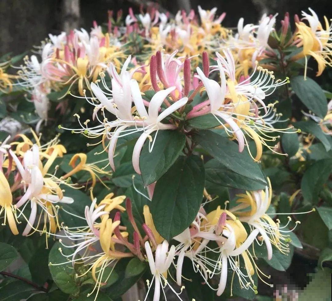 20种花特耐寒，放外面冻一冻，开花更多