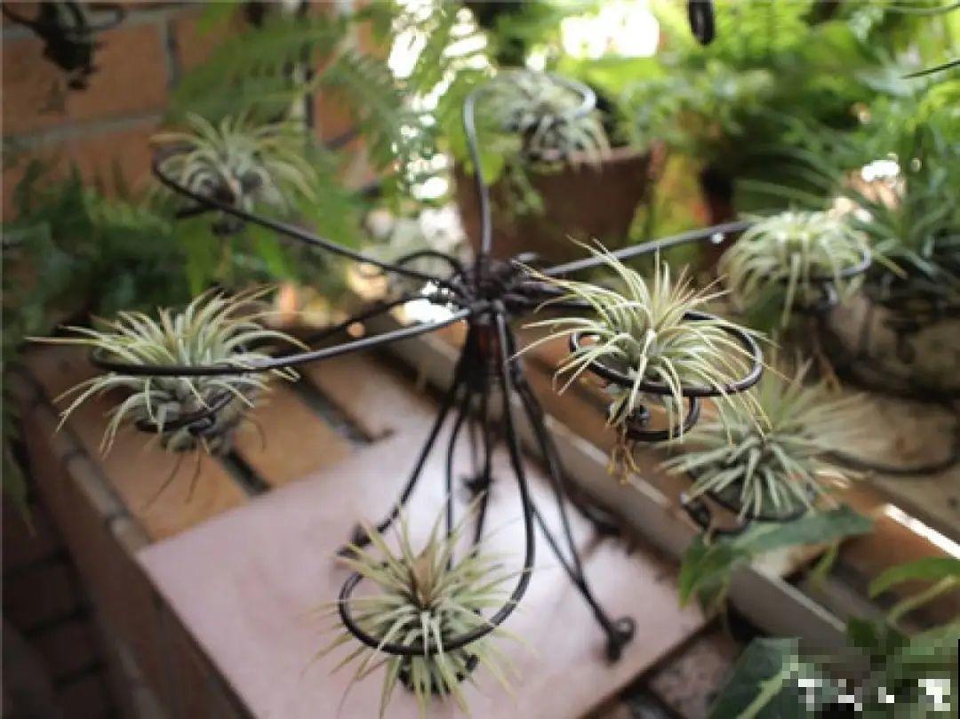 水培花只用水养，根系长得旺，太牛了！