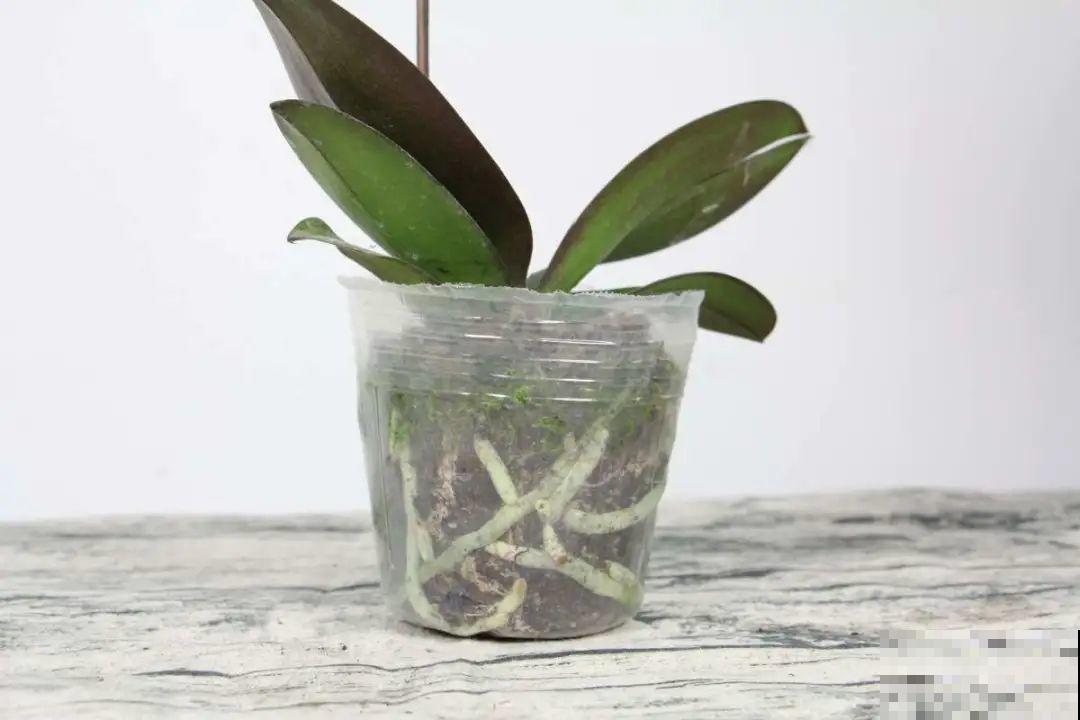 蓝色蝴蝶兰头一回见,一买就上当,养不活真生气! 蓝色蝴蝶兰头一回见,一买就上当,养不活真生气!