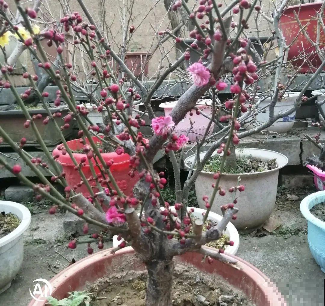 秋天开始降温了,9种花放外面冻一冻,开出饱满大花球 秋天开始降温了,9种花放外面冻一冻,开出饱满大花球