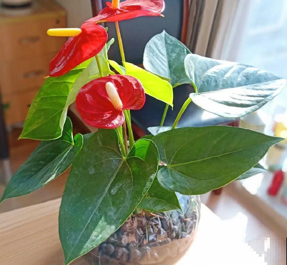 6种花水培更好,方便还干净,开花一串串 6种花水培更好,方便还干净,开花一串串