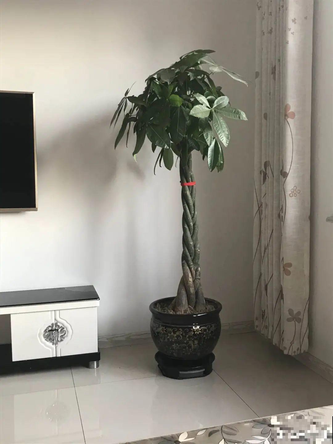 15种镇宅花，家里摆一盆，镇宅旺运超霸气！