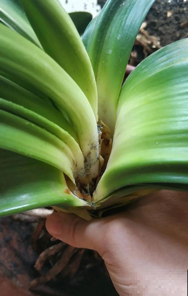 这花最娇气，叶子一喷水，立马就烂了！