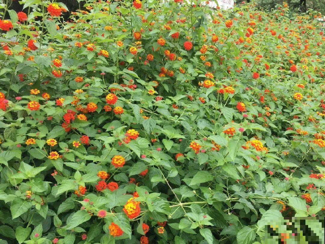 家里养了鱼腥草，吃都吃不完，泛滥了！