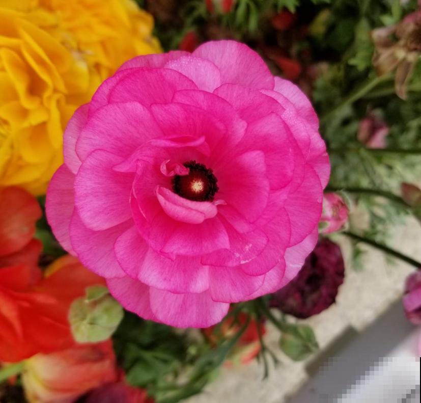 洋桔梗特漂亮，胜过玫瑰，种在阳台美爆了！