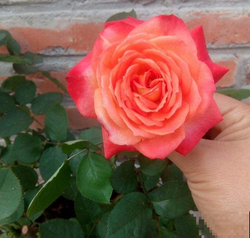 月季花“彩云”特好看,红得像火,开花多,花期长! 月季花“彩云”特好看,红得像火,开花多,花期长!