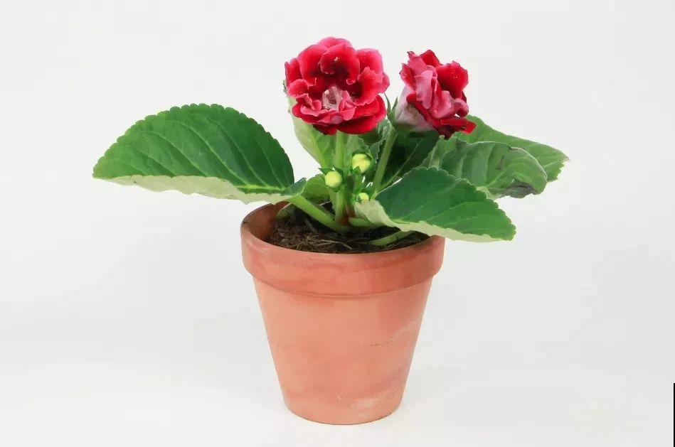 大岩桐超耐阴，开花像玫瑰，漂亮极了