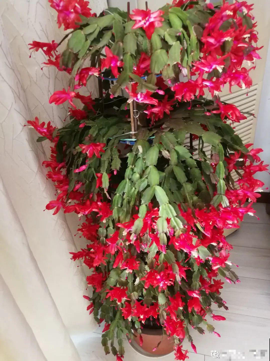 2种花组合起来养护，开花更多，满盆都是花