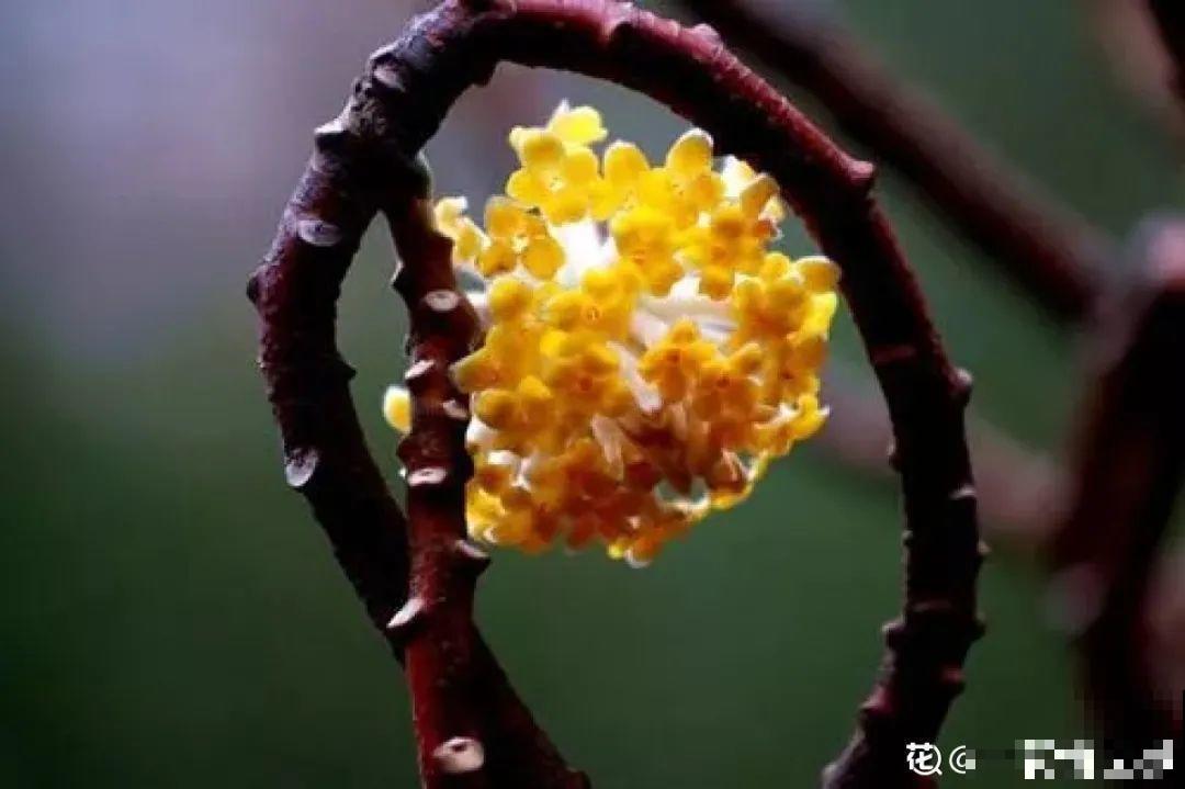 50种冬天开花植物,天冷了,照样冒花苞! 50种冬天开花植物,天冷了,照样冒花苞!