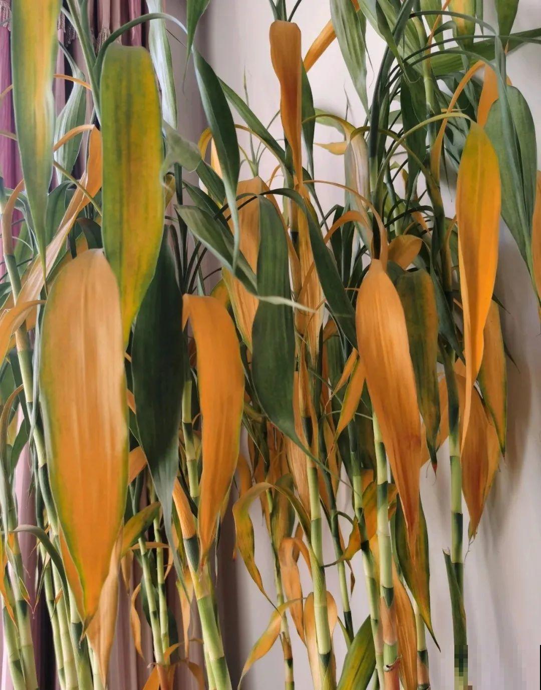 这花冬天要冻死,抓紧埋土里,还能活命! 这花冬天要冻死,抓紧埋土里,还能活命!