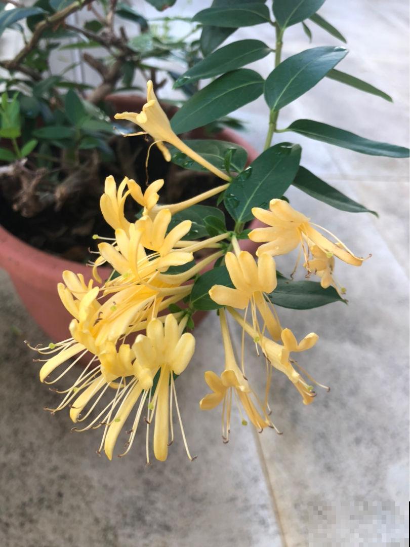 养花对身体有益，这4种花只要1种，就能养人养身心