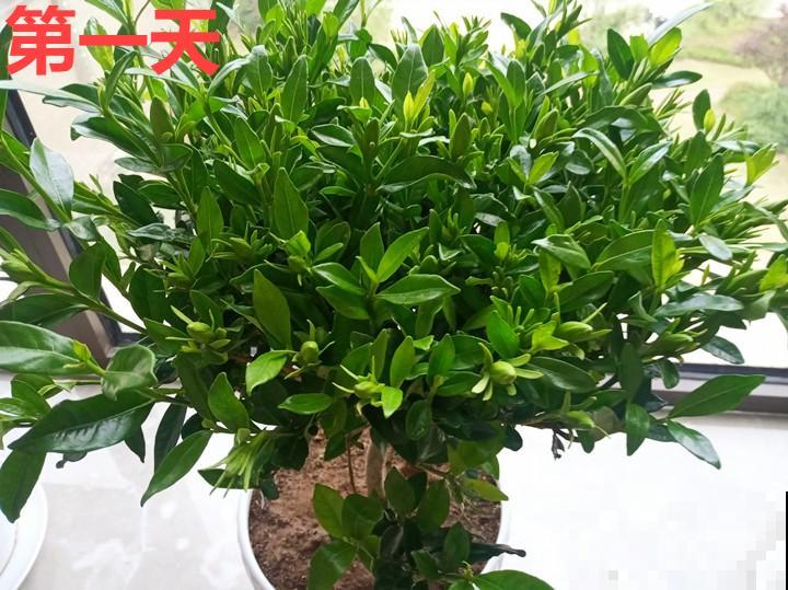 11月,千万别买这种花,养不活惹一肚子气! 11月,千万别买这种花,养不活惹一肚子气!