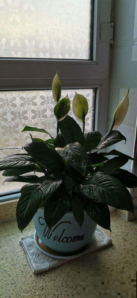 秋冬季节易得流感，记住6个要点，流感不上身