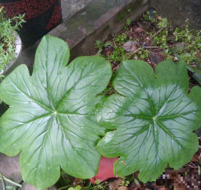 大自然的小奇迹，山上长出八角莲，太漂亮！