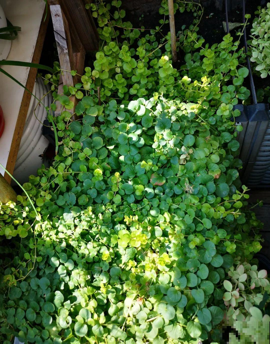 农村没人要的草，薅一把种院子里，很多土豪都在养！