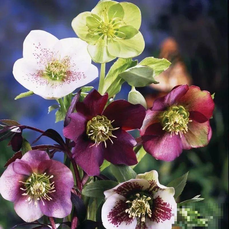 冬天养盆铁筷子，-20℃也能活，大雪天照样呼呼开花！