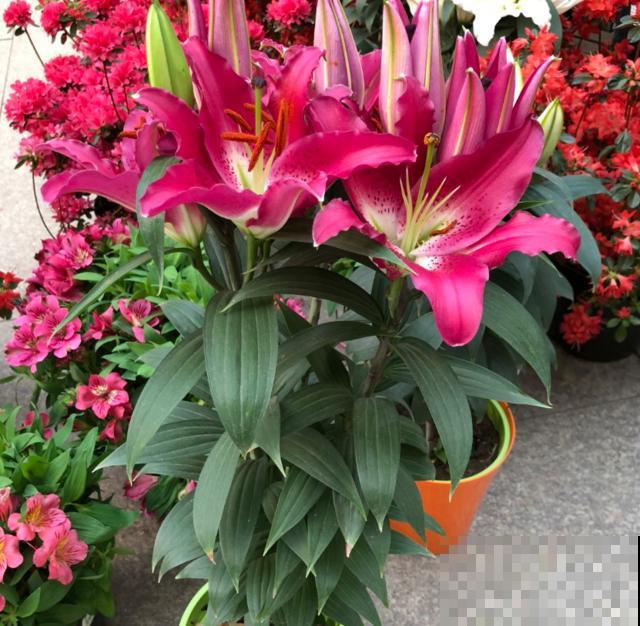 百合花球根是个好东西，掰一掰就能繁殖，一盆变多盆！